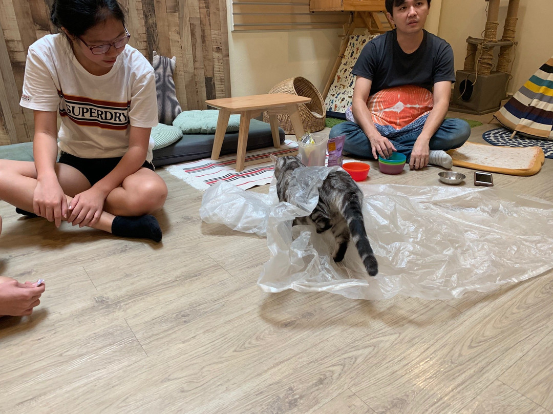 Meomi Cat Café-新加坡必去景点