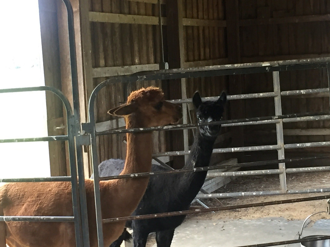 Stormwind Alpacas-Columbus必去景点