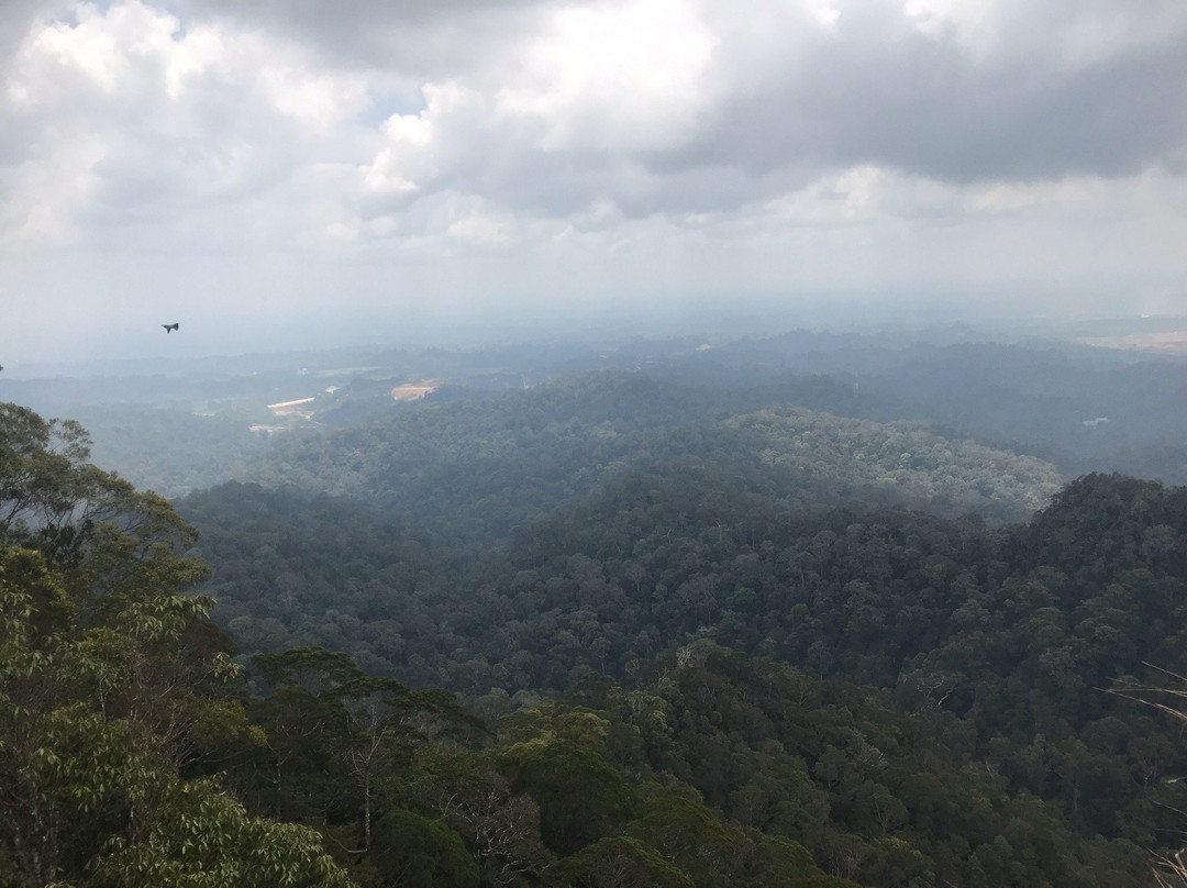 Lambir Hills National Park-美里必去景点