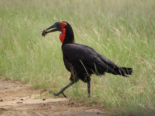 Kruger Africa Safaris-玛洛斯帕克必去景点