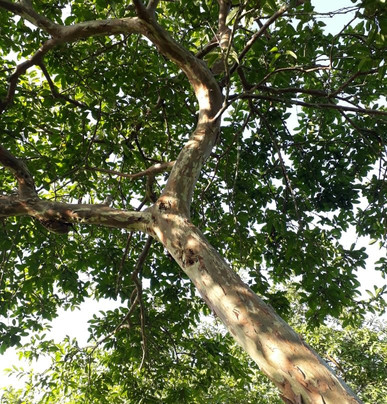 Morada das Bromelias主图