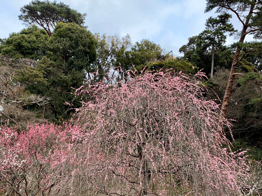 Atami Baien Ume Blossom Festival-热海市必去景点
