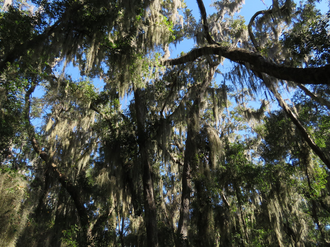 Cannon's Point Preserve-圣西蒙斯岛必去景点