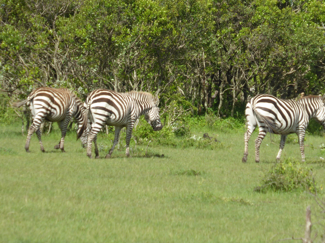 马拉锡里亚豪华帐篷营地旅馆主图
