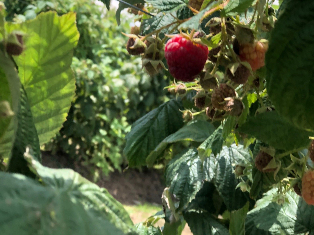 Walkerville旅游攻略图片