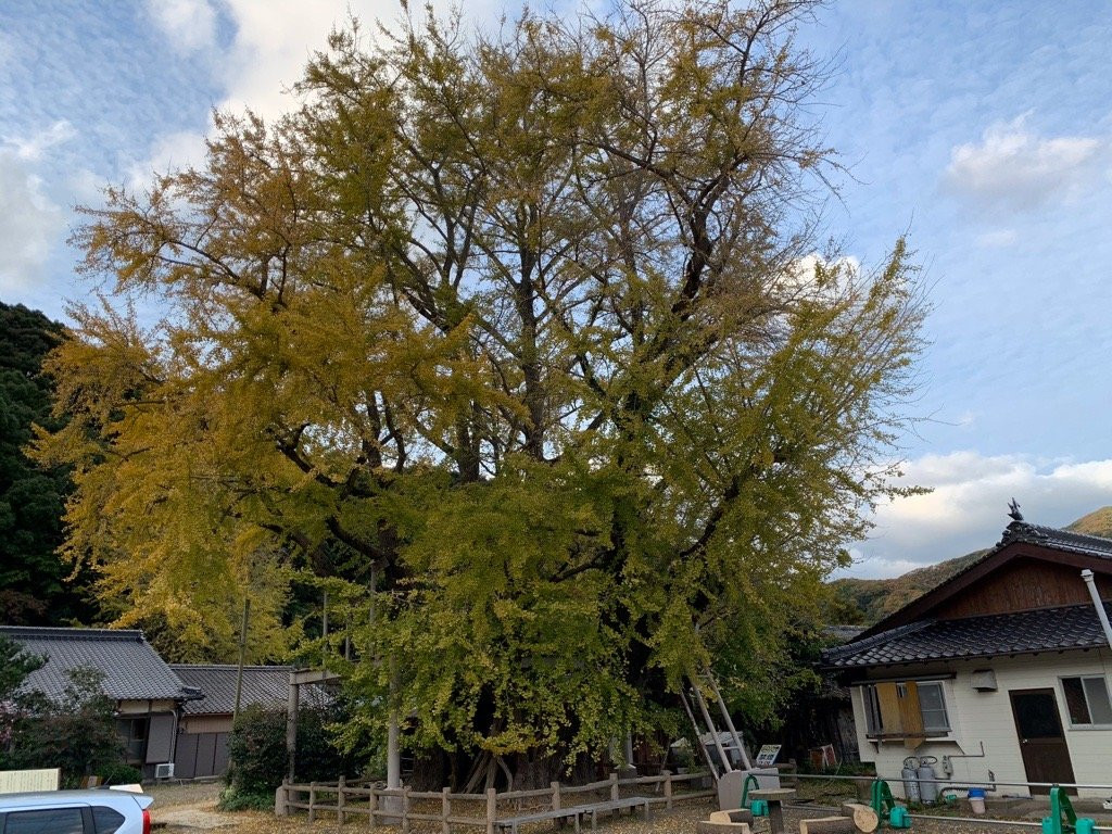 Kinno Big Ginkgo Tree-对马市必去景点