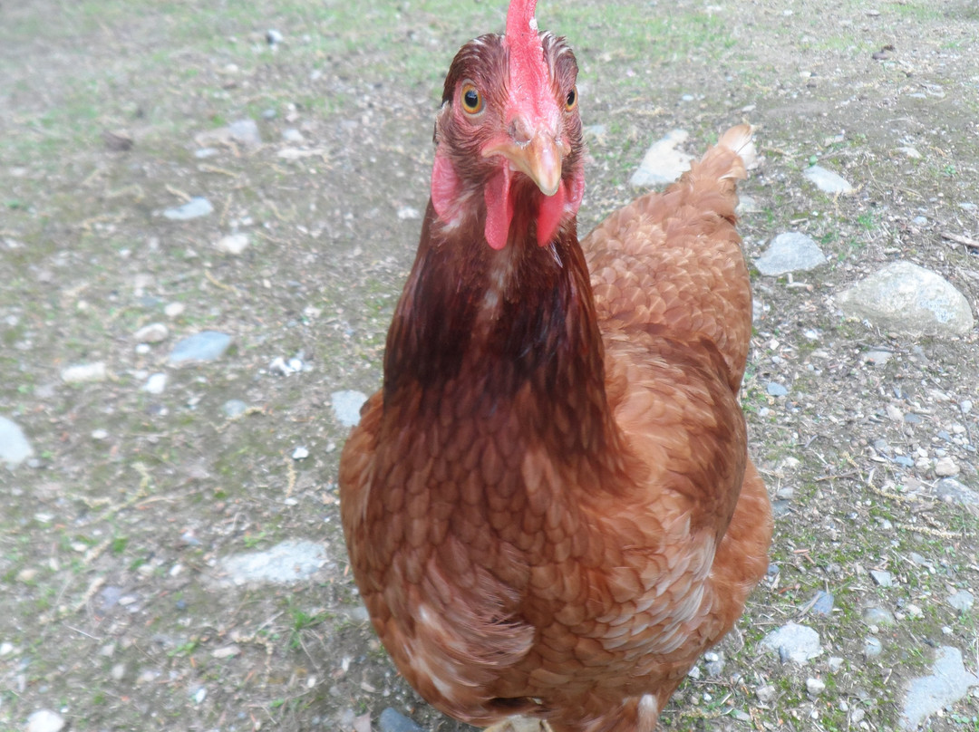 Cannon Mountain View Motel主图