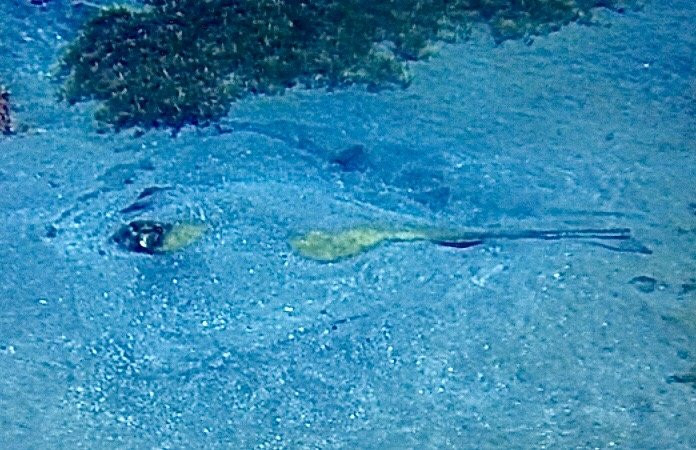 Golden Rock Dive Center-圣尤斯泰希厄斯岛必去景点