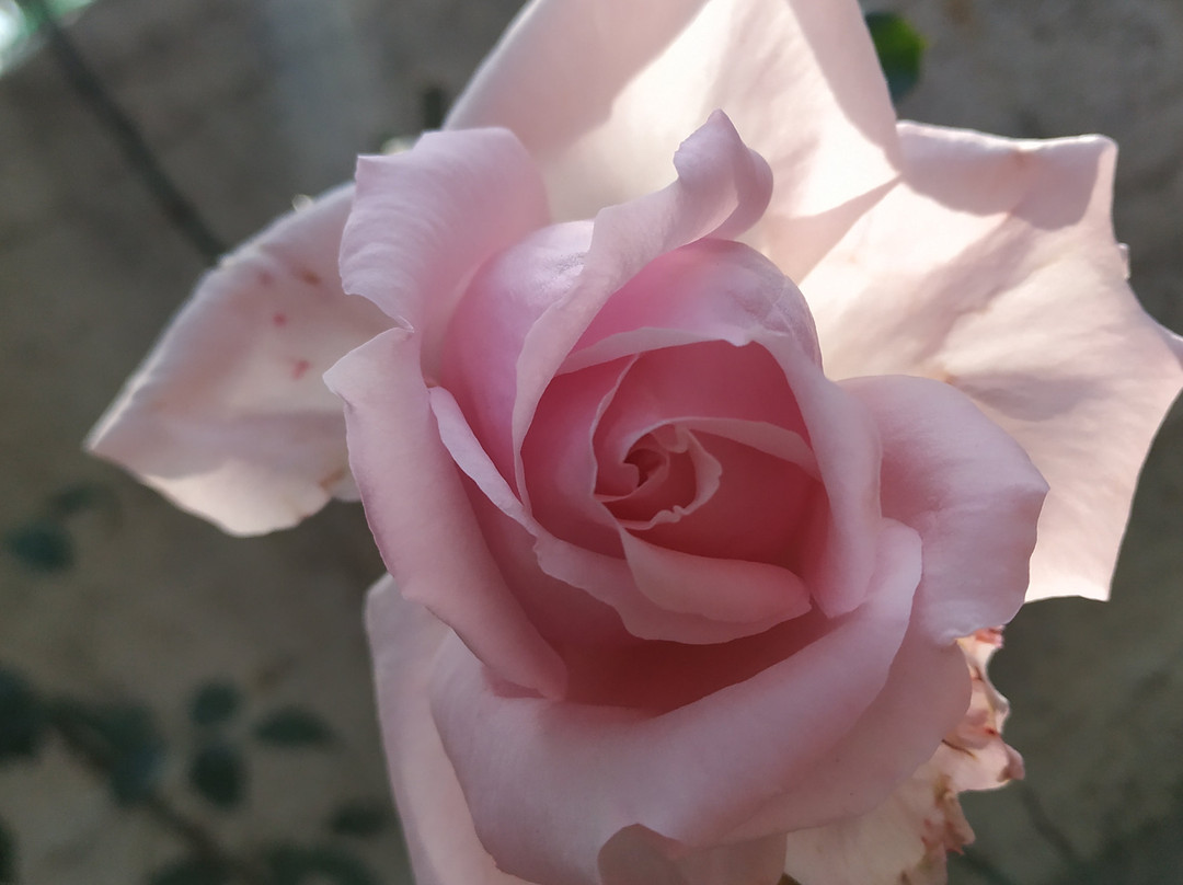 Hotel Dharamshala Paradise主图