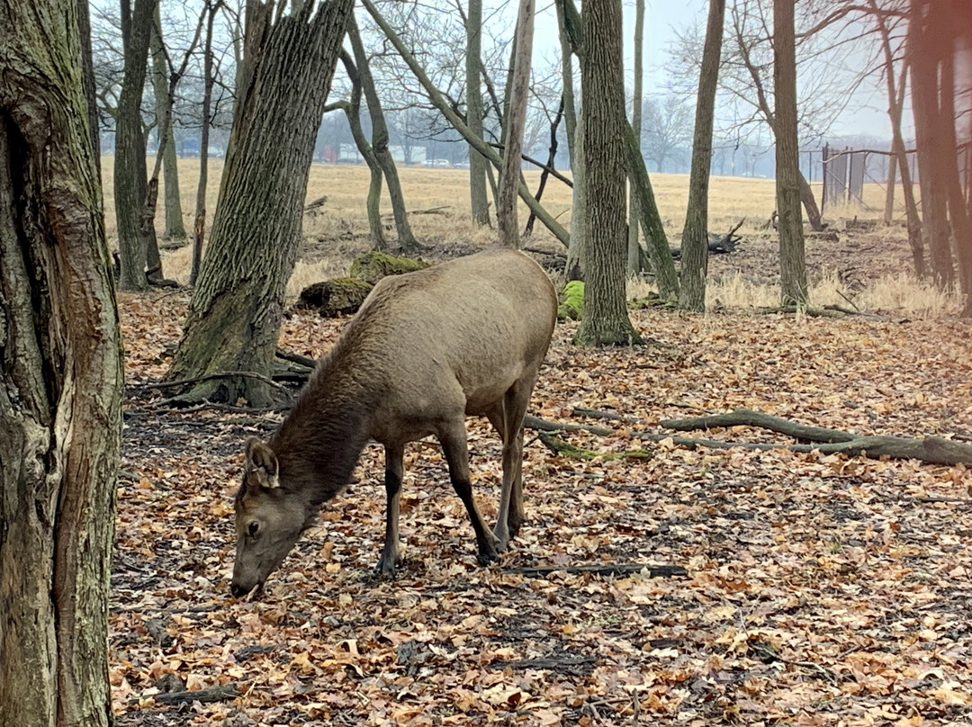 Busse Forest Elk Pasture-埃尔克格罗夫村必去景点