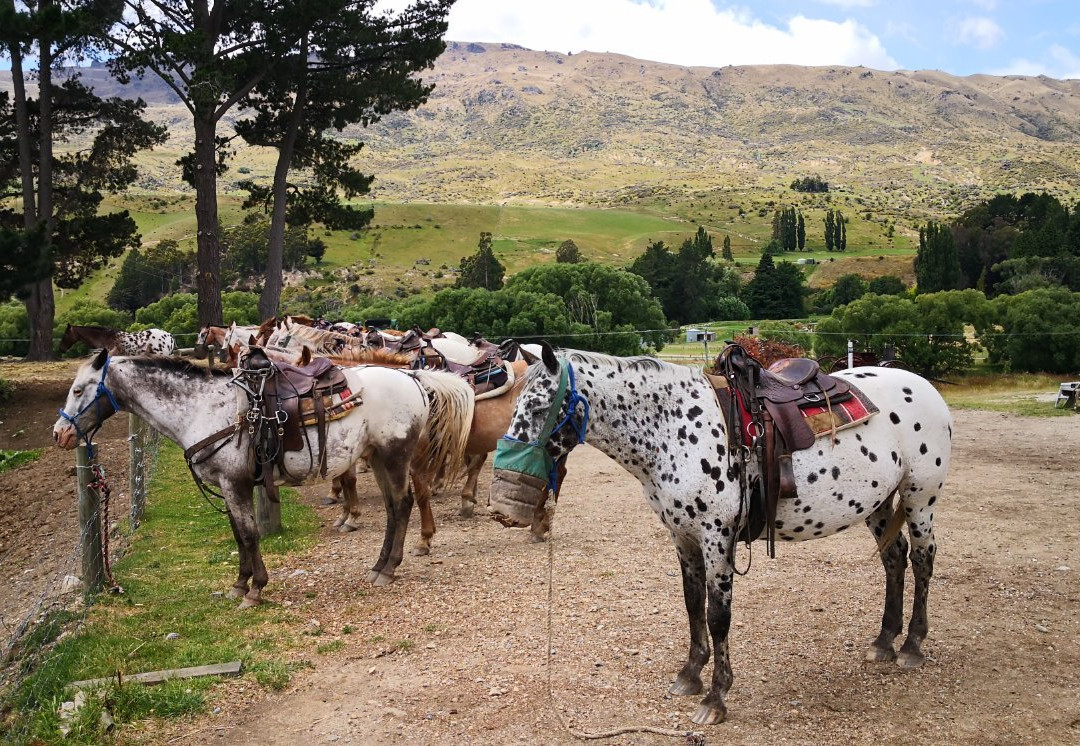 Back Country Saddles景点图片