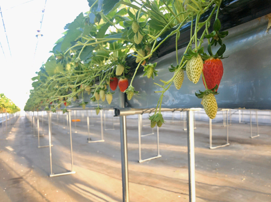 Takano Strawberry Farm-龙王町必去景点
