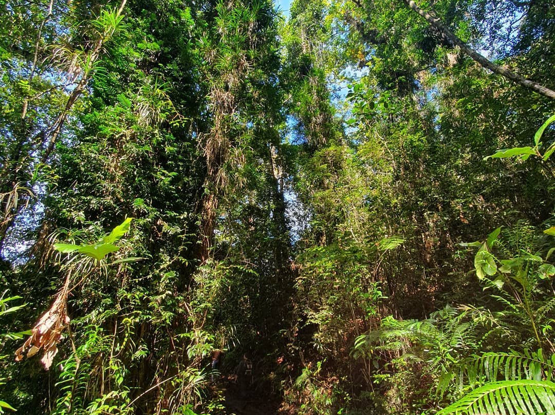 Rainforest Tours (Sinharaja)-Deniyaya必去景点