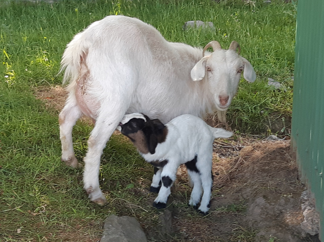 Mole Creek Hideaway主图