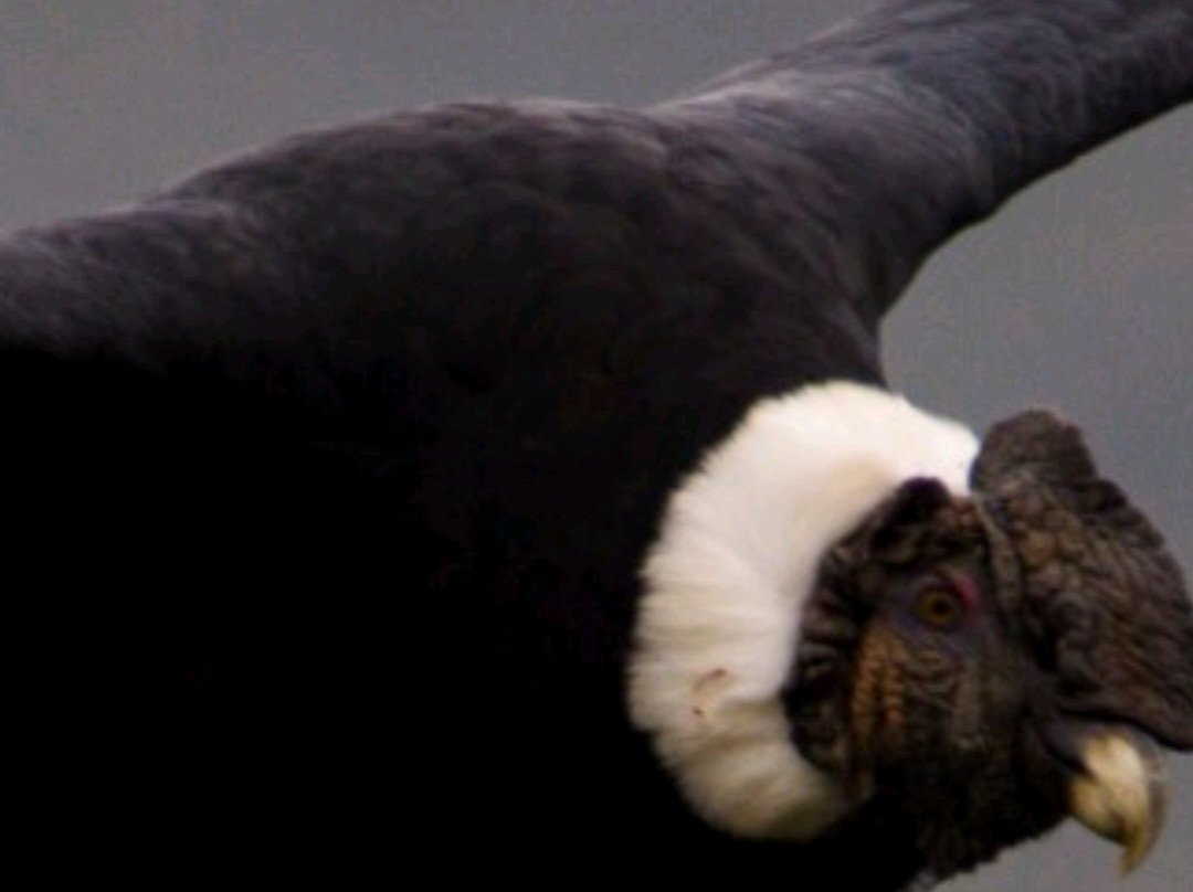 Antisana Ecological Reserve-Napo Province必去景点