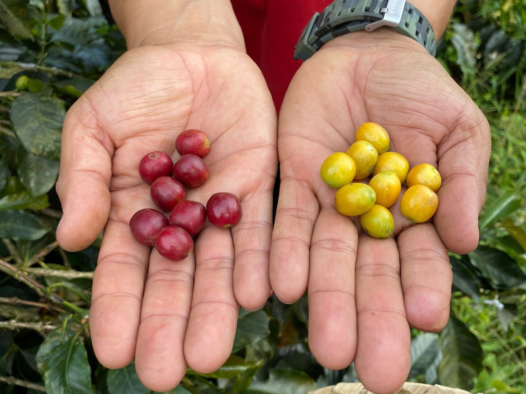 Tour Del Café - Finca Del Café景点图片