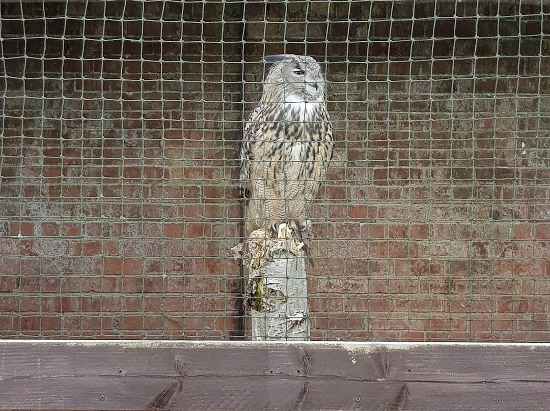 Lakeland Bird of Prey Centre景点图片