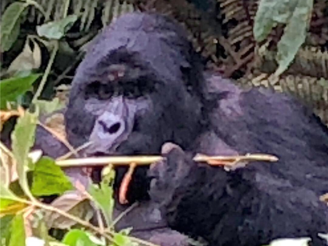 Bowi Africa Tours And Travel景点图片