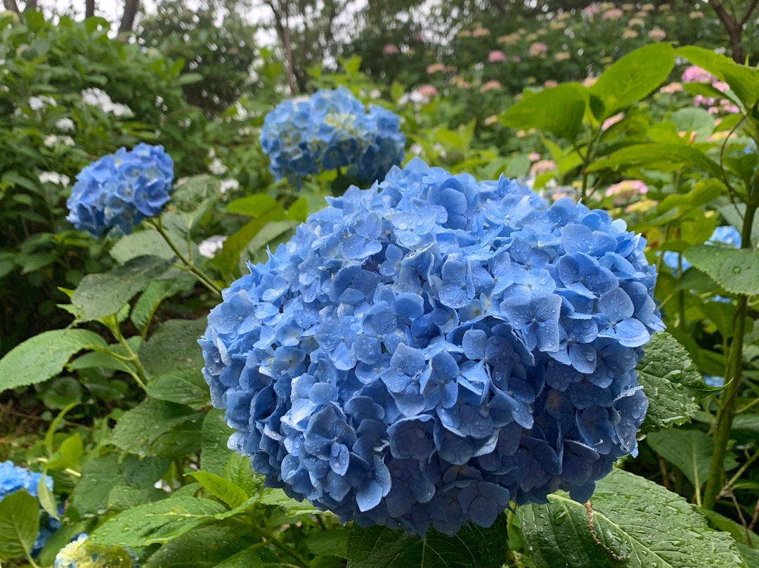 Cape Togenkyo-门川町必去景点