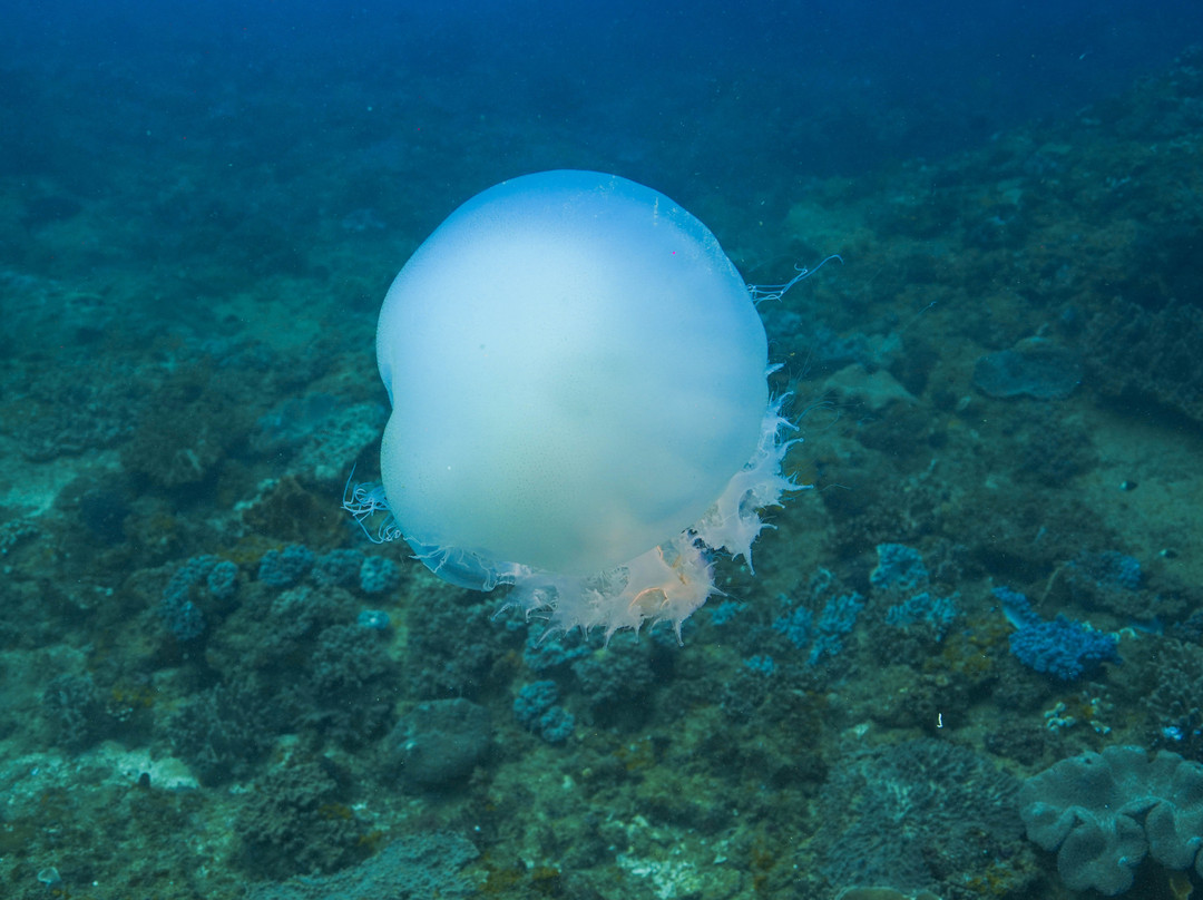 Back To Basics Adventures-Ponta do Ouro必去景点