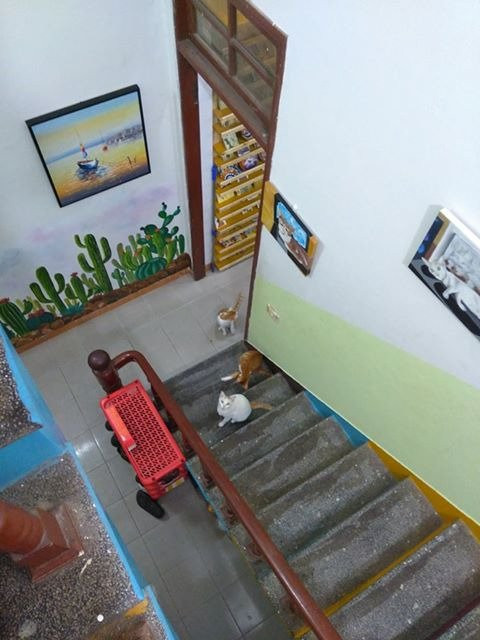 Vietnam Cultural Exchange-Son Tra Peninsula必去景点