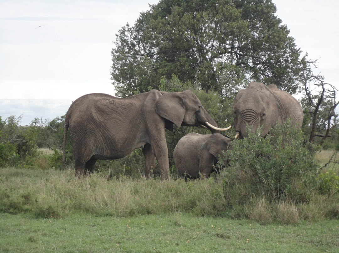 Umbato Safaris-内罗毕必去景点
