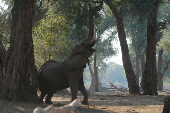 John's Camp - Robin Pope Safaris-酒店景观