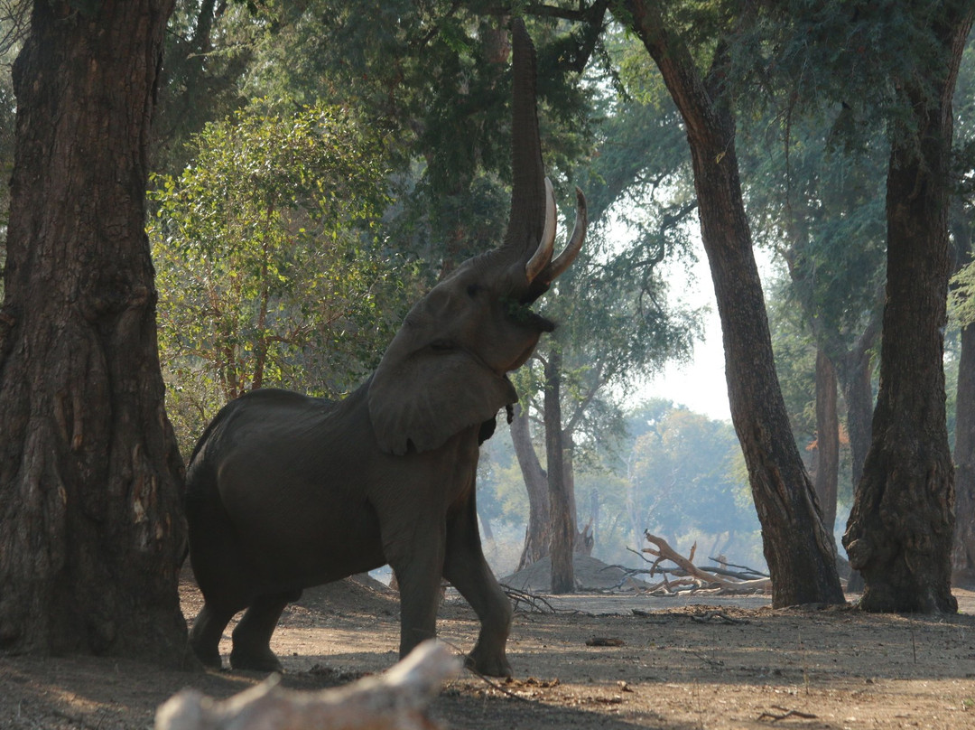 John's Camp - Robin Pope Safaris主图