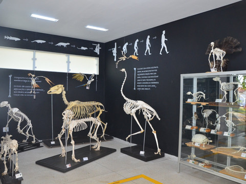 Museu de Historia Natural de Itapira