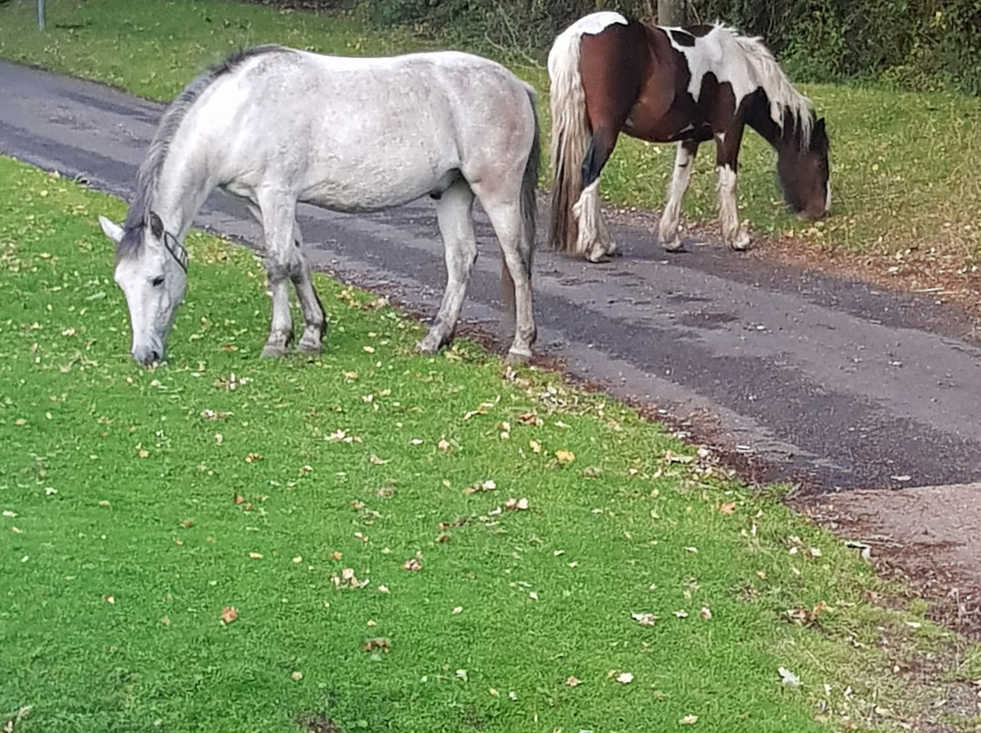 Twin Oaks Guest House主图