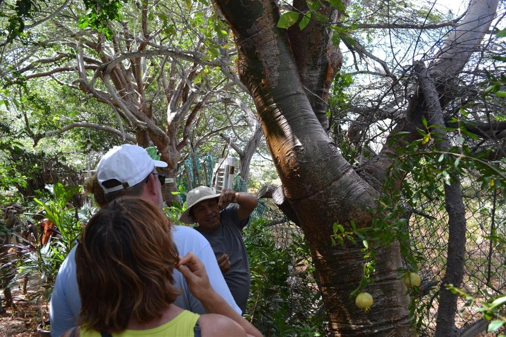 The Bonaire Botanical Garden景点图片
