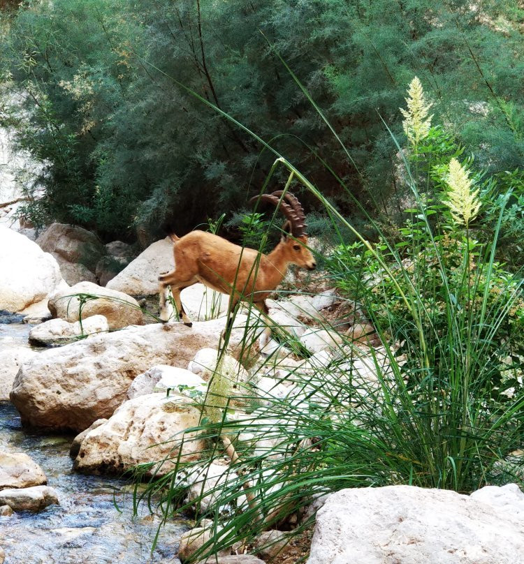 Nachal Arugot Nature Reserve-Masada必去景点