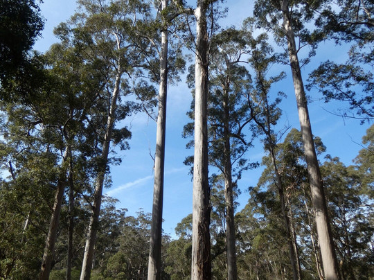 Shannon National Park-Manjimup必去景点