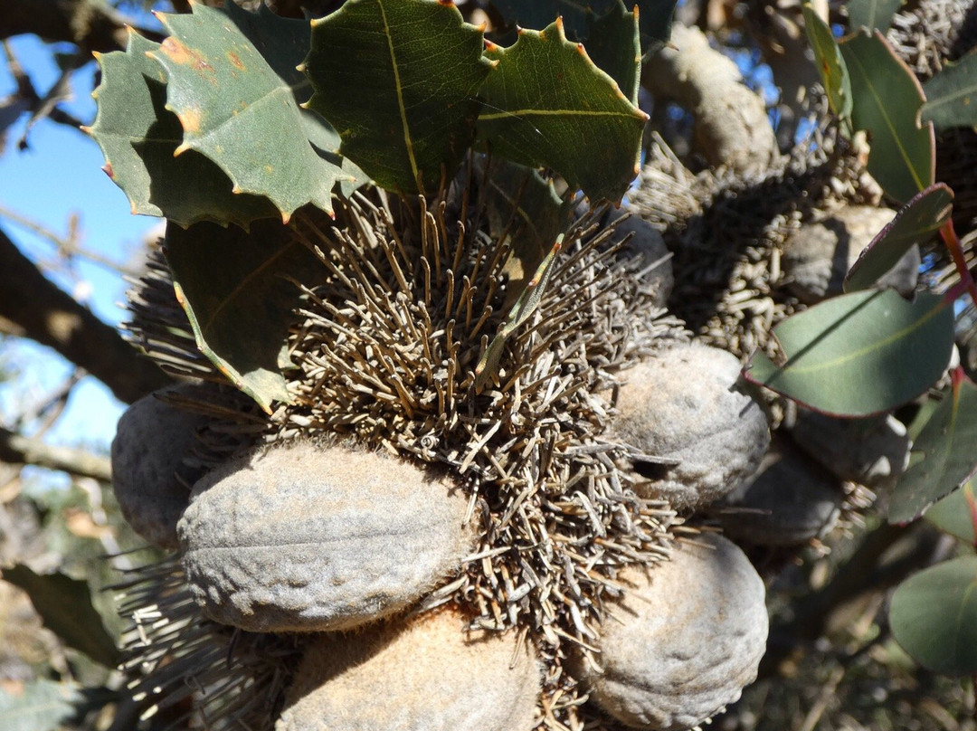 Sepulcralis Hill Lookout-Hopetoun必去景点