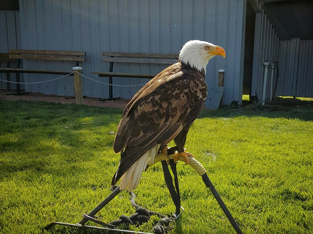 Alberta Birds of Prey Visitor's Centre景点图片