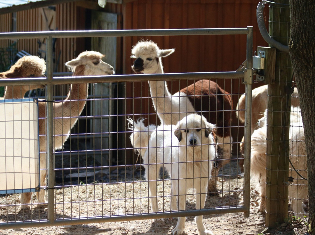 Artisan Alpacas景点图片