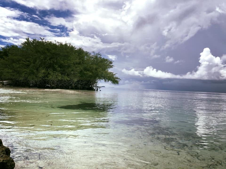 White Tern Maldives主图