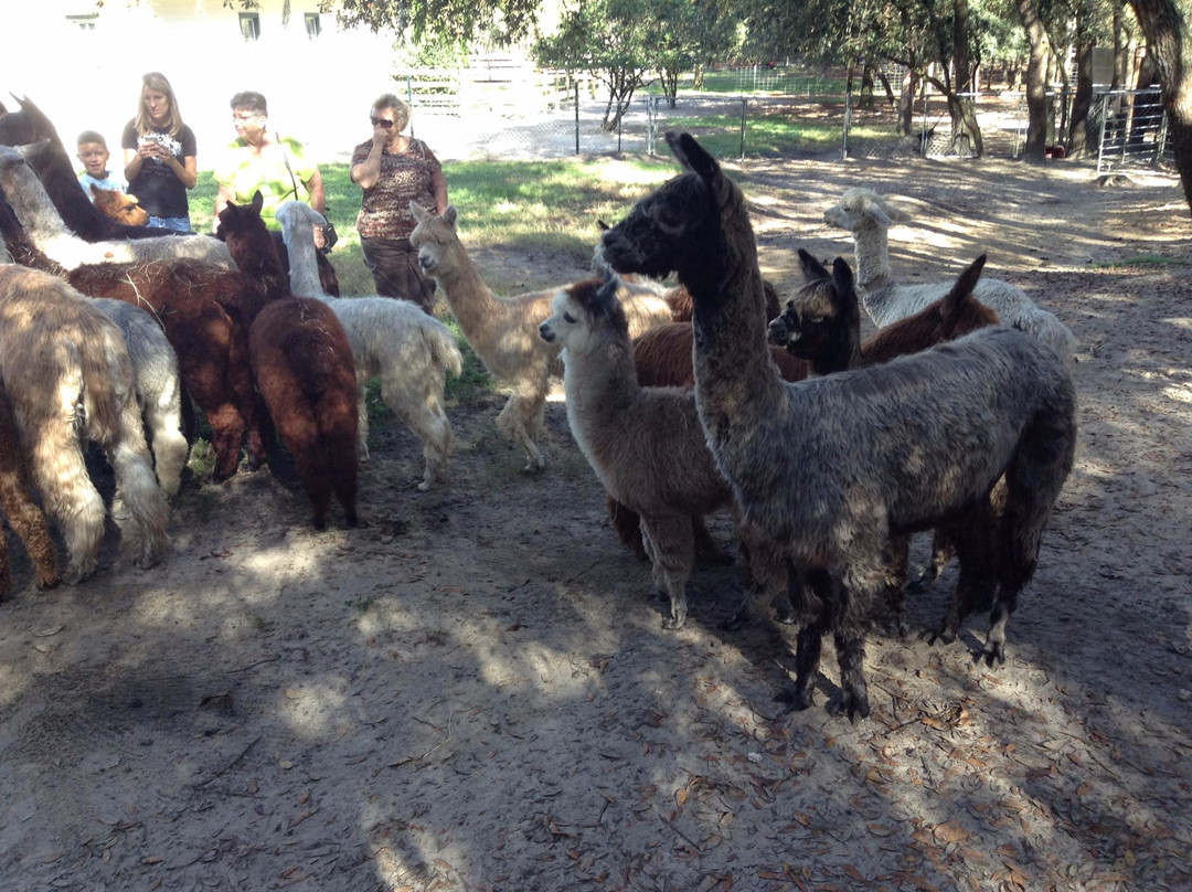 Lecanto旅游景点-Funny Farm Alpacas