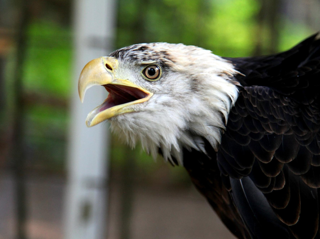 Northwoods Wildlife Center景点图片