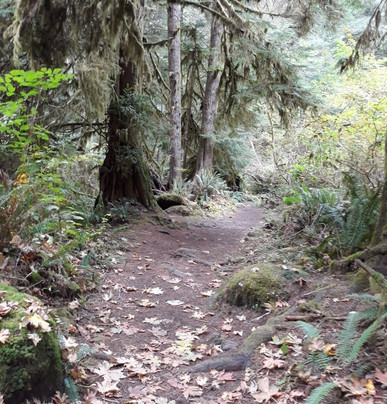 Sweet Creek Falls-Mapleton必去景点