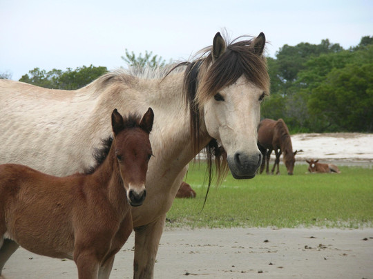Chincoteague Cruises & Nature Tours