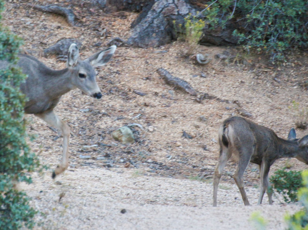 Hualapai Mountain Park-金曼必去景点