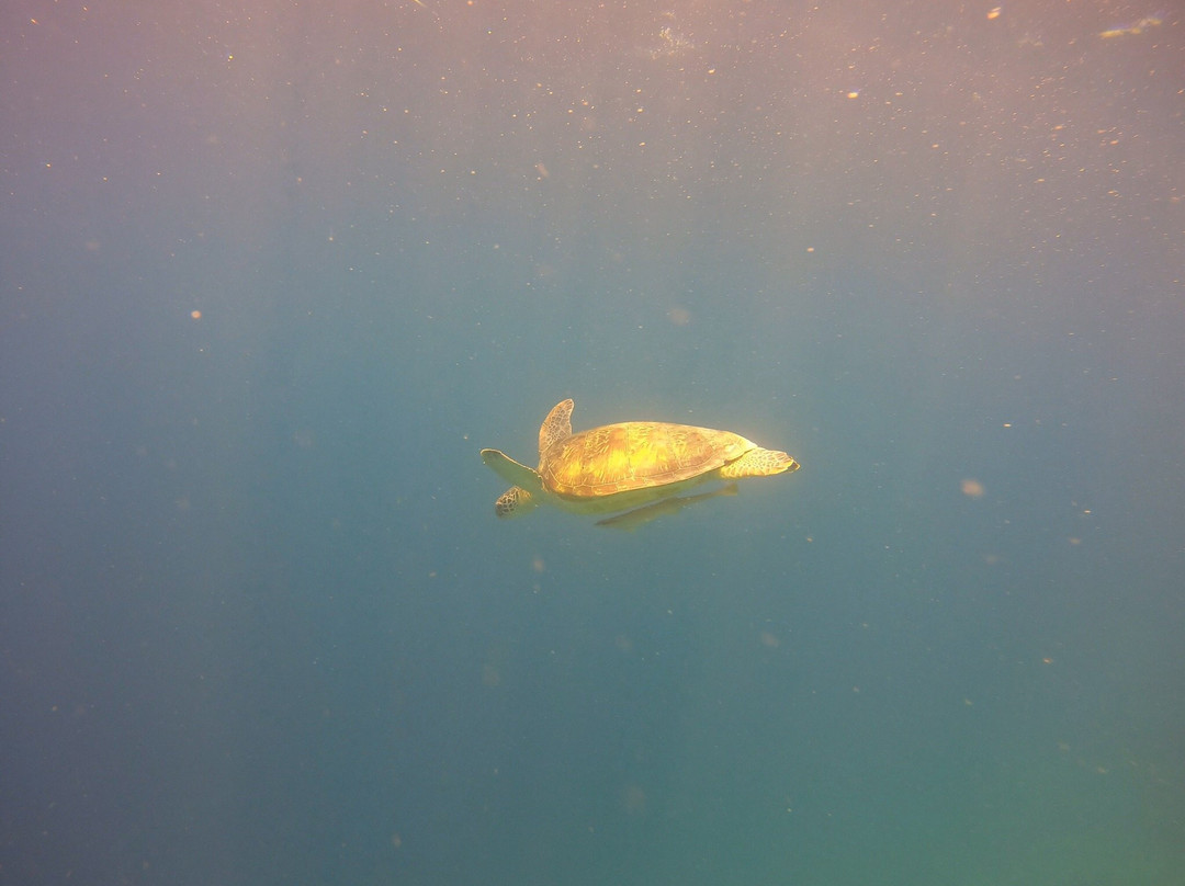 Gili Meno Divers景点图片