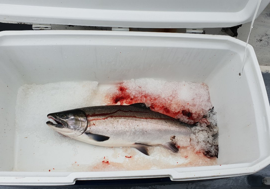 Ketchikan Salmon Fishing景点图片