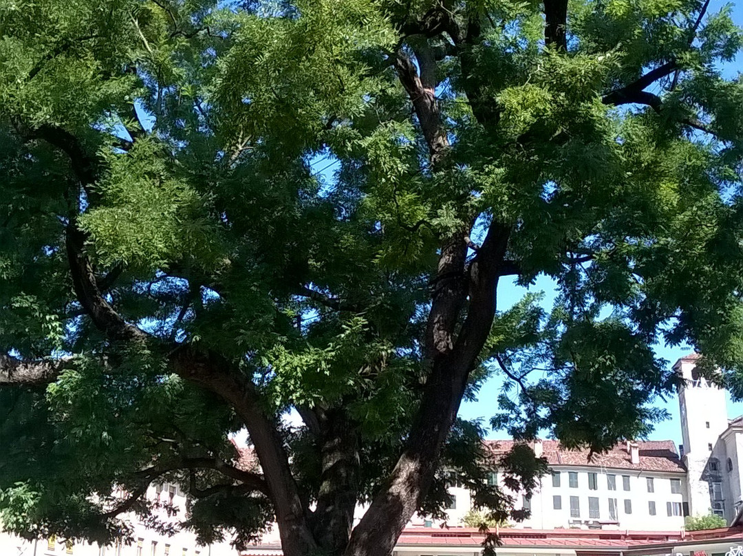 Sophora Japonica景点图片