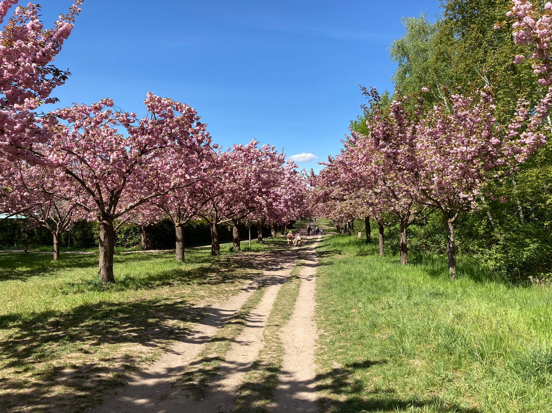 Teltower Kirschblüten景点图片