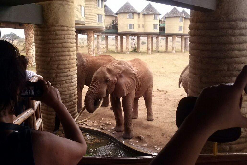 Kenyaodssey Tours and Safaris景点图片