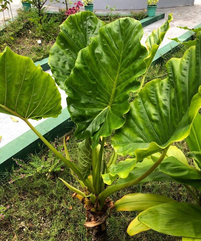 Vieni Qua Grand主图