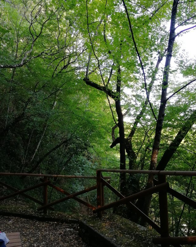 Area Faunistica del Cervo di Viggianello-Viggianello必去景点