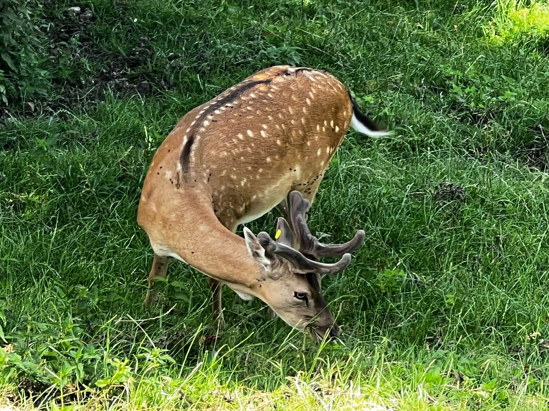 Lindenhof Deer Park景点图片